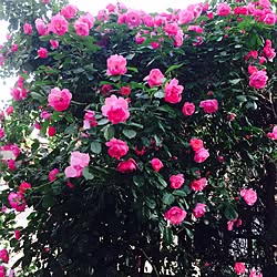 玄関/入り口/アンジェラ/薔薇のインテリア実例 - 2015-06-07 23:39:31