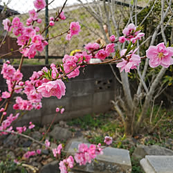 部屋全体/庭/桃の花/季節の花/満開...などのインテリア実例 - 2020-03-13 14:57:14