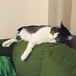 リビング/IKEA/猫/ソファのインテリア実例 - 2015-03-05 11:38:42