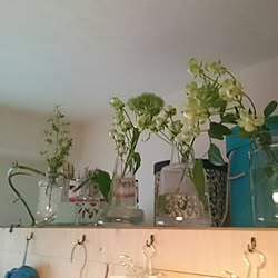 棚/植物/春/ラーチ合板/DIYのインテリア実例 - 2016-04-04 12:57:57