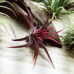 棚/tillandsia/ionantha/s-Tillandsia/NO GREEN NO LIFE...などのインテリア実例 - 2016-04-03 17:17:35