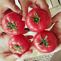 学校で栽培/トマトのインテリア実例 - 2014-06-09 13:05:14