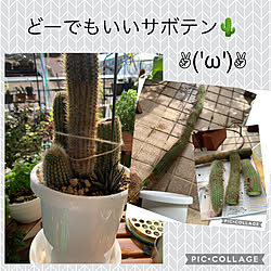 危ないサボテン/花が咲かないサボテン/一つのサボテンで寄せ植え/どーでもいいサボテン/マンションベランダ...などのインテリア実例 - 2022-11-05 08:22:34