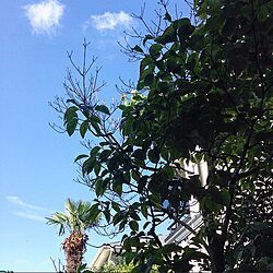 部屋全体/庭からの眺め/青空/シュロの木/シンボルツリーはハナミズキ...などのインテリア実例 - 2015-06-20 07:53:09