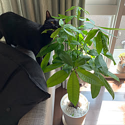 猫/観葉植物のインテリア実例 - 2019-09-03 01:10:26