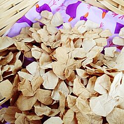 壁/天井/コーヒーフィルター/loveryzakkaさんの紫陽花のインテリア実例 - 2014-04-12 14:18:49