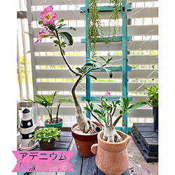 グリーンのある暮らし/ラダーＤIY/アルミボーダーフェンス/ベランダ/塊根植物...などのインテリア実例 - 2021-08-04 17:21:18