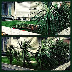 部屋全体/ドラセナ/芝生の庭/芝生ＤＩＹ/植物のある暮らしのインテリア実例 - 2016-10-09 10:53:23