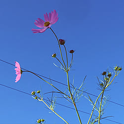 玄関/入り口/花のある生活/花壇 手作り/いいね！ありがとうございます◡̈♥︎のインテリア実例 - 2017-09-22 06:20:47