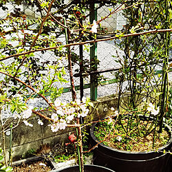玄関/入り口/植物のある暮らし/ガーデニング/桜のインテリア実例 - 2019-04-12 12:41:44