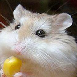 hamster のインテリア実例 - 2013-02-19 00:49:19