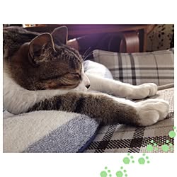 猫/ねこ部/ソファ/後輩にゃんこ☆/新築...などのインテリア実例 - 2015-06-18 14:38:27