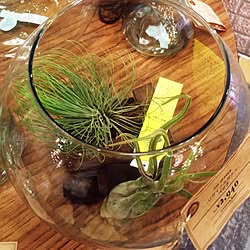 植物/雑貨/観葉植物のインテリア実例 - 2014-03-25 17:20:44