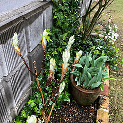 花壇/庭/ガーデニング/チューリップ/鉢植え...などのインテリア実例 - 2020-04-01 22:38:04