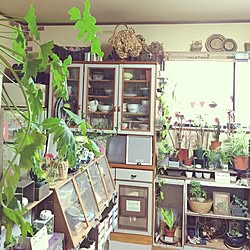 部屋全体/観葉植物/多肉植物/端材リメイク/すのこ リメイク...などのインテリア実例 - 2016-10-22 12:02:57