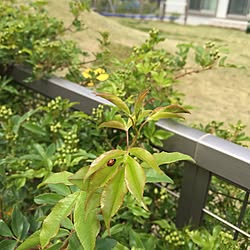 小さなお山/こどもと暮らす。/公園化計画/てんとう虫/花の蕾...などのインテリア実例 - 2017-04-17 13:05:31