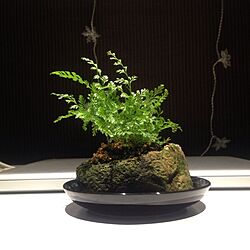 机/植物のインテリア実例 - 2013-01-31 07:43:44