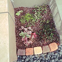 花壇 手作り/花壇を緑いっぱいにしたい/寄せ植え初心者/玄関/入り口のインテリア実例 - 2015-06-05 10:48:22