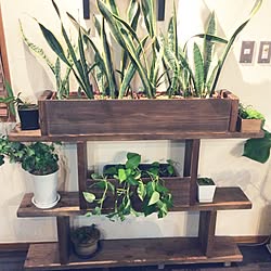 植物棚DIY/美容院/DIY/観葉植物/ガーデニングのインテリア実例 - 2015-10-17 19:55:02