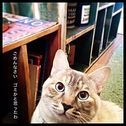 ねこ帰宅部/ミシェル/Naoki'sFurnitureRoom/journal standard Furniture/JSF研究会...などのインテリア実例 - 2015-03-24 21:10:35