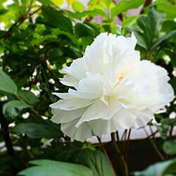 玄関/入り口/植物/花のある生活/花のある暮らし/植物のある部屋...などのインテリア実例 - 2017-05-09 11:29:14