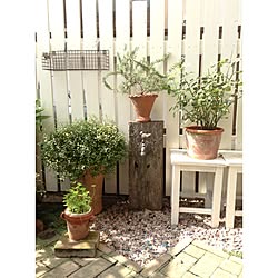 玄関/入り口/DIY/植物/DIYフェンス/DIY立水栓のインテリア実例 - 2013-09-15 12:19:00