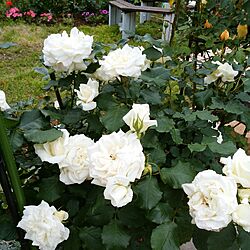 玄関/入り口/薔薇のある庭のインテリア実例 - 2017-05-18 19:58:15