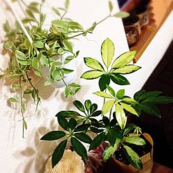 リビング/暗かったので撮り直しました>_</庭/多肉植物/観葉植物...などのインテリア実例 - 2015-07-24 19:34:18