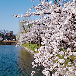 桜/さくら/春が来た/青空/晴天...などのインテリア実例 - 2021-04-01 10:12:18