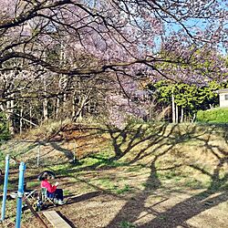 春休み/桜/お花見/おにぎりうましのインテリア実例 - 2023-03-30 08:08:17