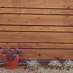 玄関/入り口/植物/板壁のインテリア実例 - 2013-11-14 10:44:27