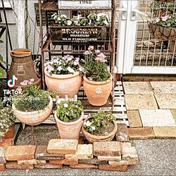 植物/植物のある暮らし/玄関/玄関ディスプレイ/お花のある生活❁...などのインテリア実例 - 2022-05-06 15:21:16