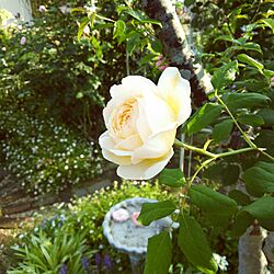 玄関/入り口/花のある暮らし/薔薇が好き/薔薇のある景色/庭...などのインテリア実例 - 2016-05-14 07:16:18