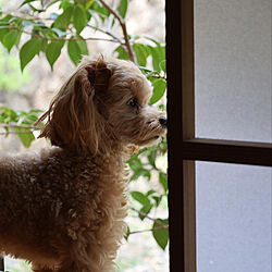 犬と暮らす/地窓/和室/リビングのインテリア実例 - 2022-04-20 17:42:14