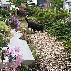 玄関/入り口/紫陽花/北欧好き/ナチュラル/植物...などのインテリア実例 - 2017-06-26 21:43:15