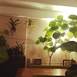 部屋全体/観葉植物/植物/照明のインテリア実例 - 2014-11-25 01:07:20