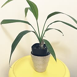 リビング/次男の仕業/長男からのプレゼント/観葉植物ビギナー/観葉植物...などのインテリア実例 - 2017-01-07 12:01:50