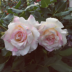 棚/ミルフィーユ/ベランダガーデン/薔薇が好き♡/植物のある暮らし...などのインテリア実例 - 2018-04-27 16:13:25