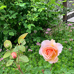 タモラ/庭/バラ/花のある暮らし/イングリッシュローズ...などのインテリア実例 - 2020-05-15 17:07:55