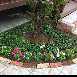 玄関/入り口/植物/庭/シンボルツリー/ヒメシャラのインテリア実例 - 2013-07-14 10:06:59