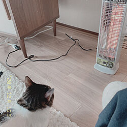 寒さ対策/猫と暮らす/リビングのインテリア実例 - 2020-12-16 11:51:05