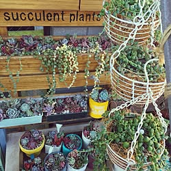 玄関/入り口/多肉植物/succulent plants/多肉の寄せ植え/リメ缶...などのインテリア実例 - 2016-01-24 17:58:56