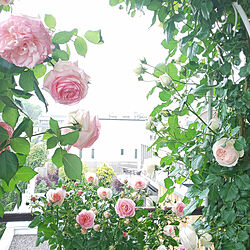 ベランダガーデニング/rose/薔薇のアーチ/ピエールドゥロンサール/ばらの花...などのインテリア実例 - 2022-05-12 15:42:05