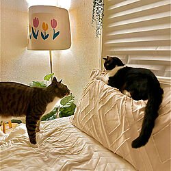 ベッド周り/ねこのいる風景/ねこのいる日常/はちわれ猫/茶トラ白猫のインテリア実例 - 2023-09-01 00:17:00