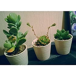 玄関/入り口/植物/多肉植物/100均/ナチュラルキッチン...などのインテリア実例 - 2015-02-02 02:34:57