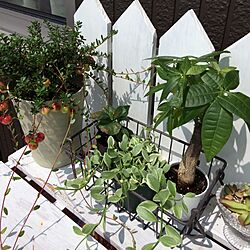 玄関/入り口/DIY/観葉植物のインテリア実例 - 2014-09-06 12:20:44