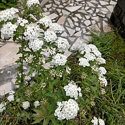 玄関/入り口/花のある暮らし/小手毬/庭いじり初心者/雨...などのインテリア実例 - 2024-04-23 11:06:32