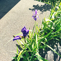 ガーデニング/癒し/庭のお花/お花のある暮らし/春が好き...などのインテリア実例 - 2022-05-08 08:06:26