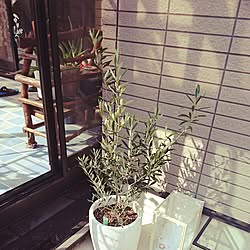 玄関/入り口/観葉植物のインテリア実例 - 2017-03-27 17:26:28
