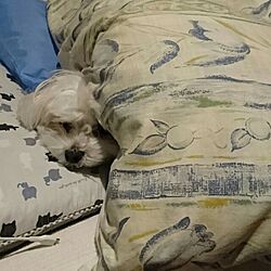 ベッド周り/犬/マルチーズのインテリア実例 - 2016-03-22 12:17:16